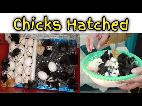Chicks Hatched | चूज़े निकल गए | Successful Incubator Machine