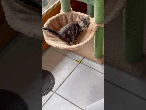 Mais qu’est-ce que tu trafiques petit chaton ?😩 #chat #chaton #catlover #chatdrole #chats