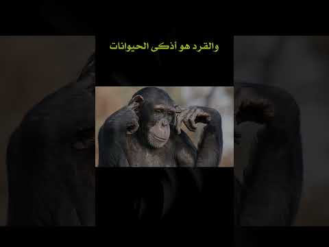 اختبر معلوماتك حول عالم الحيوانات 🦒🦌🐅🐪🐢🐋🐍🐬🦨🦘 #سؤال_وجواب #نمي_عقلك #معلومات_عامة #عالم_الحيوان #fyp