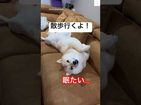 眠たいよ…🐶ひっくり返ってないで散歩行くよ‼️  #犬　#可愛い犬　#犬のいる暮らし #北海道犬　#面白い サムネイル
