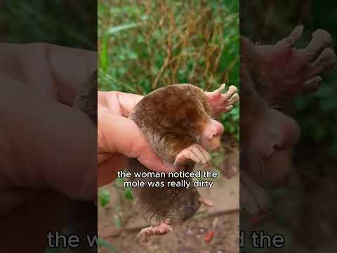 Moles actually have eyes?#mole #healing #healingthroughlove #cute #shortvideo 