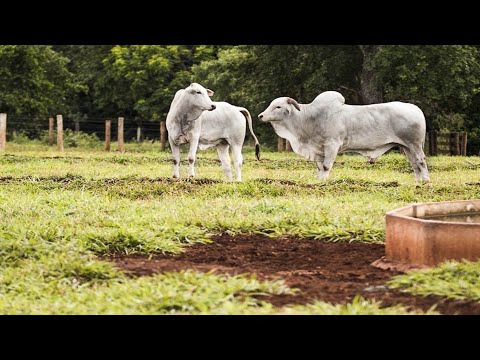 Nelore: O Segredo dos R$ Milhões da Pecuária