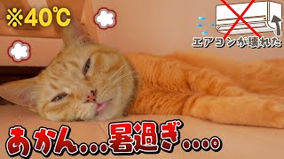 【大ピンチ】エアコン故障。14匹の猫との数日間は想像以上に過酷でした…。
