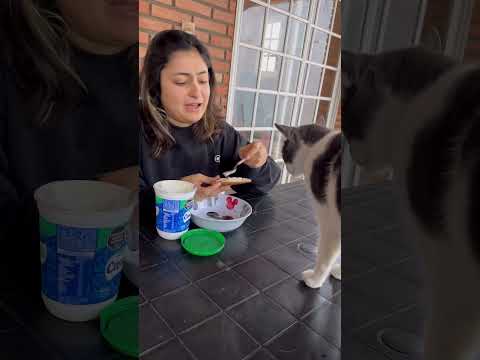 Tienen mishis? 🐱 Son así? 😅🐈❤️ #comedia #humor #comedy #mascotas #gatos #animales