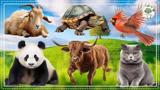 Bustling Animal World Sounds Around Us - Chicken, Bear, Kangaroo, Duck, Fox, Sheep - Animal Sounds