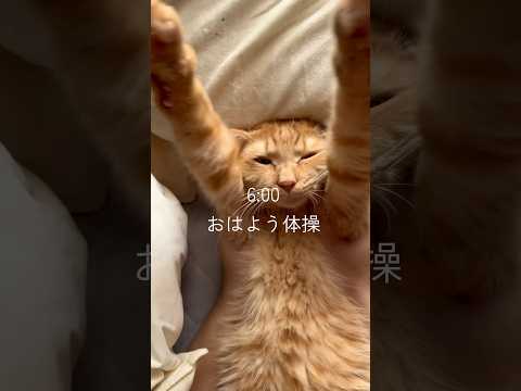 僕、生きてるだけ偉い #ネコ