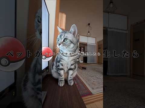 猫の動画サムネイル - アメショーのラッテ#アメリカンショートヘア #アメショー #cat #猫のいる暮らし #猫と暮らす家