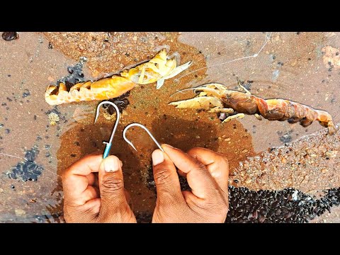 Cómo colocar ghost shrimp en el anzuelo para pesca.