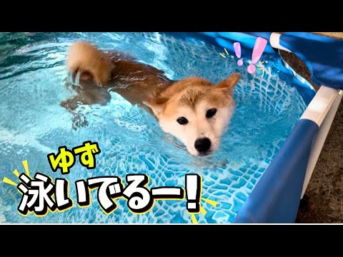 水嫌いな柴犬の女の子が毎日の行水で毎回記録を更新し本日いよいよこうなりました！