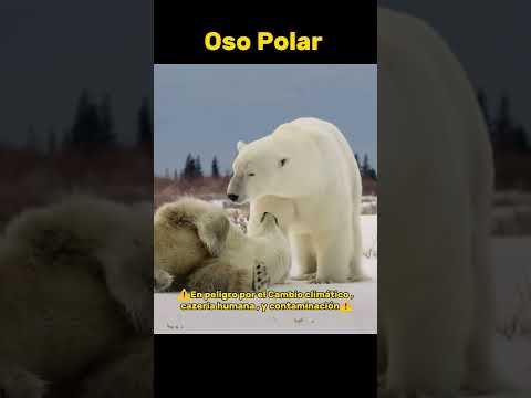 Éstos 🥺 ANIMALES *están* AH PUNTO de EXTINGUIRSE ⚠️🐼 #shorts #viral
