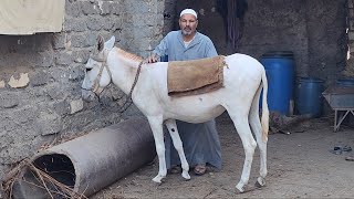  للبيع حمارة بيضة شغالة فى العربية كويس وركوب للبيع