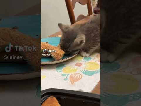 Get a CAT they said... it will be FUN!