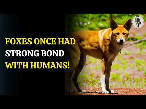 Ancient Foxes Kept As Pets By Human1,500 Years Ago | WION Podcast
