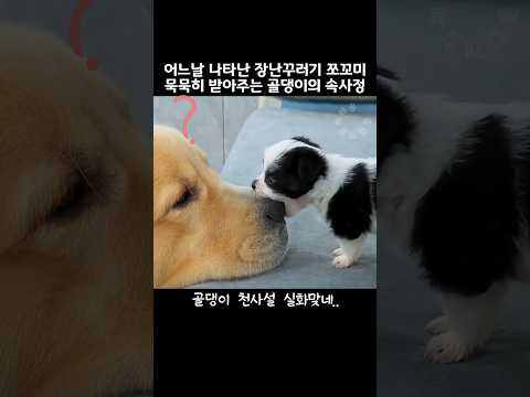 어느날 불쑥 나타난 장난꾸러기 보더콜리강아지... 쪼꼬미의 극성을 묵묵히  받아만 주는 골든리트리버의 속사정