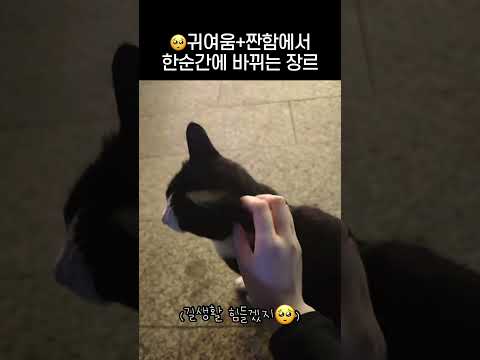한순간에 바껴버린 장르 #고양이 #냥춘기 #cat