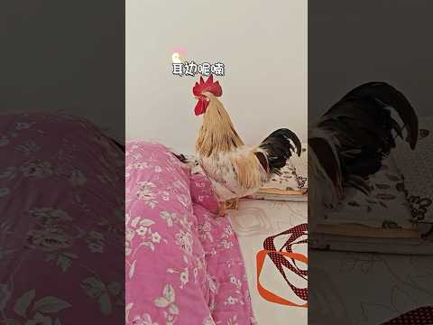 公鸡打鸣叫主人起床 大肉肉对待叫醒工作严肃认真，使出浑身解数#公鸡打鸣 #大公鸡肉肉 #动物成精 #万万没想到