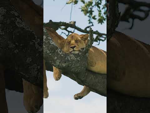 Lazy girl 🦁😴 #safari #africa #animals