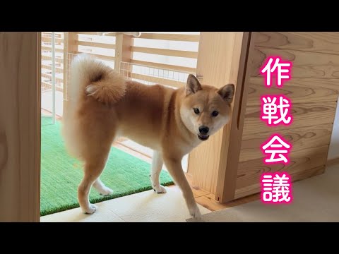大好きなママを何とか騙そうとパパと企む柴犬が可愛い