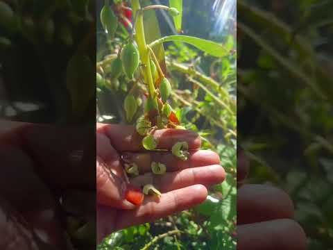 devils claw 💚 || #garden #terrace #trending #shorts #fyp #plants #vegetables