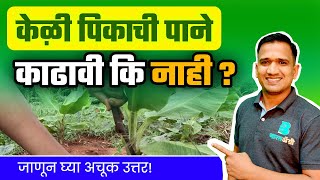 केळी पिकाची पाने काढावी की नाही? | केळी पिकाचे पाने कशी काढावी? | Banana Plant Leaf Management