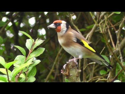European Goldfinch For Sale Near Me - 07/2021