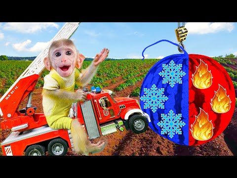 Monkey BoBo drive truck with Giant Colorful Watermelon with Puppy in Squid Game 2