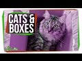 Understanding Cats and Their Love for Boxes