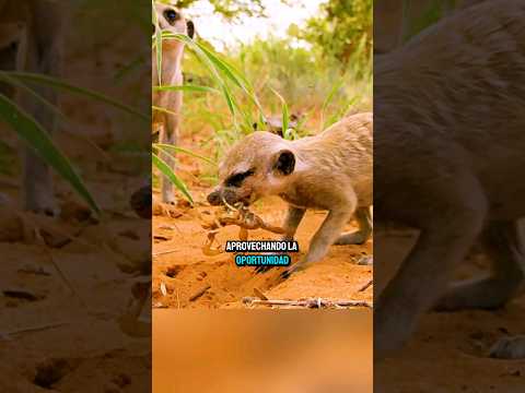 Escorpion🦂 ataca a suricata #escorpion #suricata
