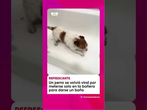 🦮El perro que llega de pasear y corre directo a la bañera para refrescarse 🛁