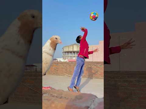 कबूतर ने मालिक की बॉल लाकर दी 🕊️😲ll #pigeon #helping #sad #shorts #viral