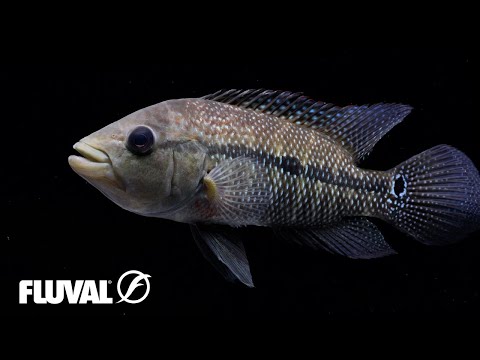 PREDATORS: Keeping Aggressive Aquarium Fish