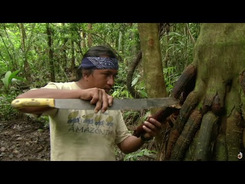YouTube video thumbnail: Discovering Ecuador's Biodiversity
