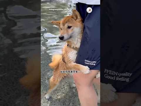 ななちゃんの泳ぎ動画で癒される瞬間 サムネイル