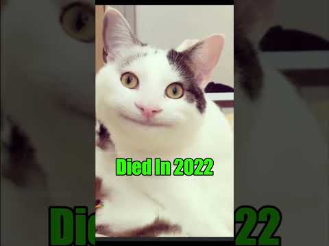 Famous Dog & Cat Memes (Then Vs Now) {New Version} #shorts #memes #dogs #cats
