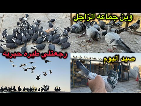 صيد تار بسود❤️رجعتلي طيره حبريه قافله🥰