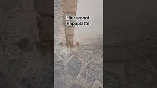 Hier wohnt Papaplatte?