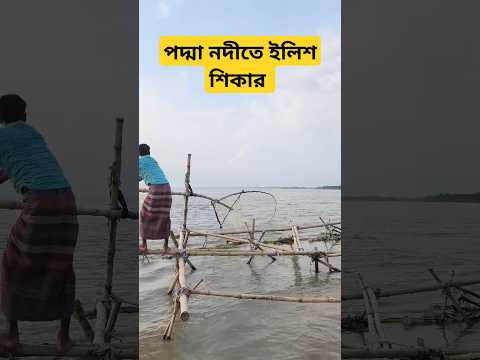 পদ্মা নদীতে ইলিশ ধরার ভিডিও #river fishing