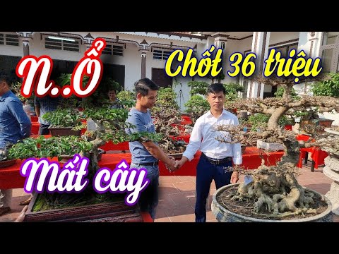 SH.9660. Anh này nhanh tay chốt 36 triệu... Cho mất cây luôn tại hội quán Bonsai Cao Phong.