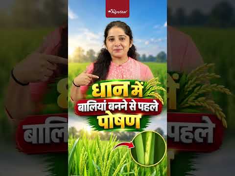 | Paddy Crop | Foliar Spray | <strong>Boron</strong> | #shorts