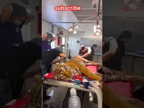 #facts #animals #amazingfacts #trending #ytshorts #subscribe