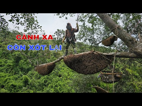 KHAI THÁC NHỮNG TỔ ONG RỪNG NGƯỜI KHÁC BỎ LẠI TRÊN CÂY ĐA CỔ THỤ !