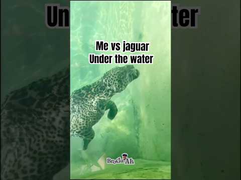 You wouldn’t believe what this jaguar did to me under the water