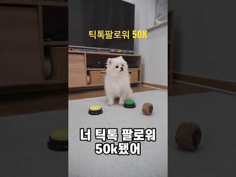 틱톡 팔로워 5만 된 강아지 감사인사 ㅋㅋ #귀염터짐