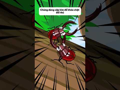 Loài bọ nhẫn tâm nhất thế giới côn trùng  #hoathinh #hoathinhtrungquoc