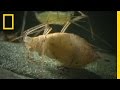 Aphid-Wasp Ecological Interactions