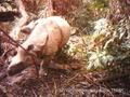 Javan Rhino Conservation Challenges