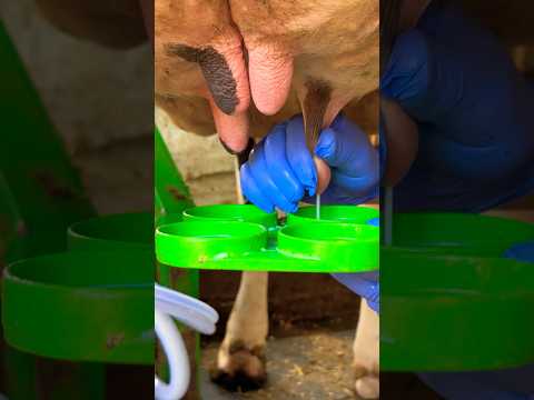 Amazing Milking Processing  #cows #milking