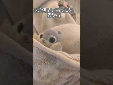 寒いなぁ#おもしろい#モモンガ