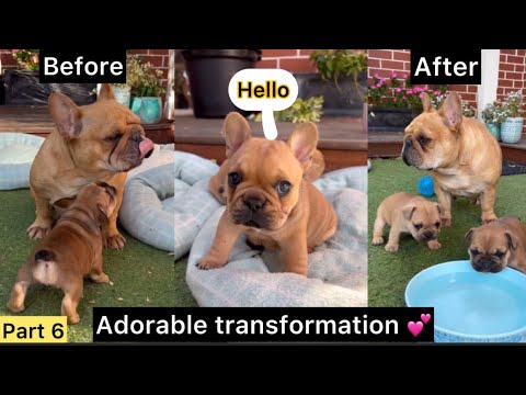 Part 6- French Bulldog Puppies Journey | Adorable Transformation ❤️