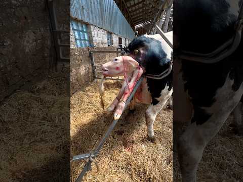 I helped the cow and the calf #cows #veterinary #calf